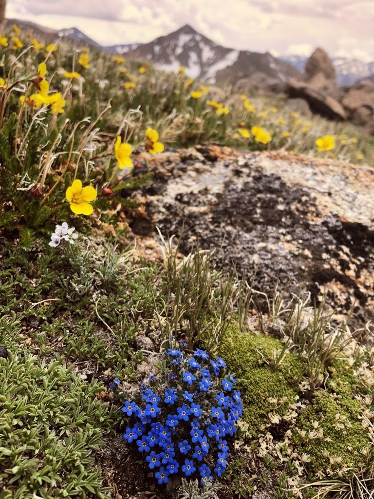 Yellow and blue alpine wildflowers in bloom with the Crestone peaks in the background